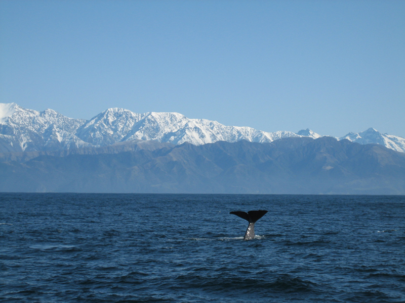 kaikoura1